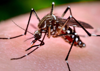 Aedes Aegipti, mosquito transmissor da dengue, chikungunya e zica vírus. Foto: Agência Senado