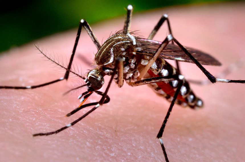 Aedes Aegipti, mosquito transmissor da dengue, chikungunya e zica vírus. Foto: Agência Senado