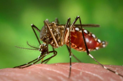 Fêmeas do Aedes aegypti transmitem doenças como dengue e chikungunya por meio da picada em seres humanos. 
Crédito: Divulgação / Portal Brasil/