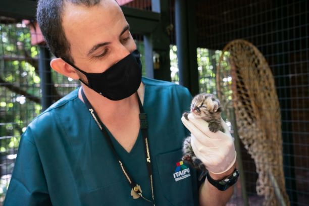 Veterinário da Itaipu com o filhote de gato. Foto: Sara Cheida/Itaipu