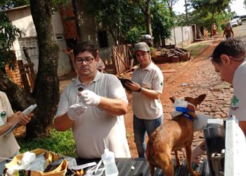 Captura de cães em Foz. Foto: PMFI/Divulgação