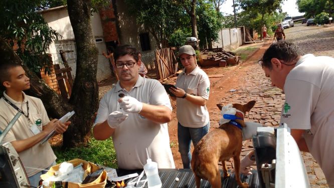 Captura de cães em Foz. Foto: PMFI/Divulgação