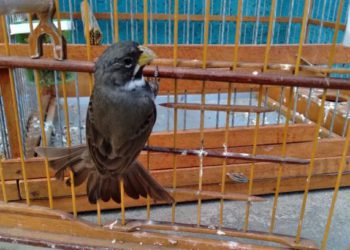 A criação amadora de aves passeriformes nativas, popularmente conhecidas como passarinhos, possui legislação própria para regulamentar todo o processo, desde a aquisição do animal até cuidados diários. - Foto: Fernanda Felisbino / Bióloga IAT