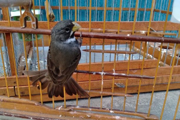 A criação amadora de aves passeriformes nativas, popularmente conhecidas como passarinhos, possui legislação própria para regulamentar todo o processo, desde a aquisição do animal até cuidados diários. - Foto: Fernanda Felisbino / Bióloga IAT