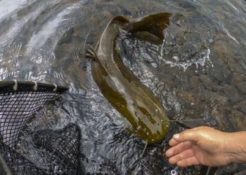 O jaú é o peixe de maior porte da bacia do Paraná. Foto: André Watanabe