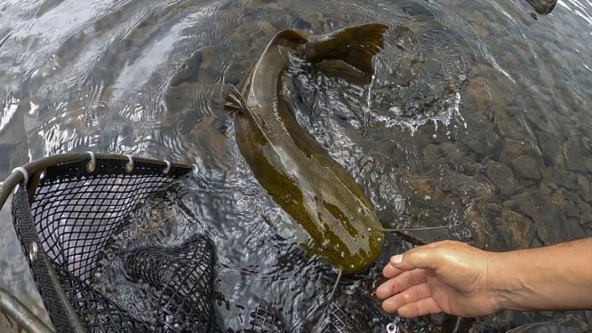 O jaú é o peixe de maior porte da bacia do Paraná. Foto: André Watanabe