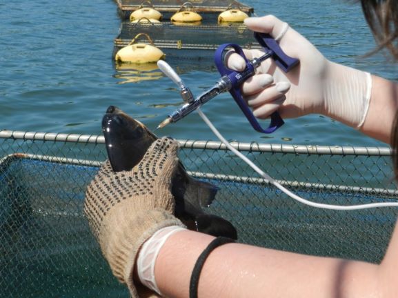 Teste de vacinação de peixe tilápia, por pesquisadores da UNILA. Foto: divulgação