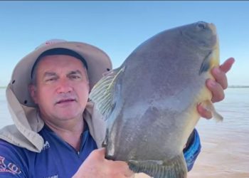 Pescador Valdir Anor de Assis mostra o pacu marcado que capturou. Foto: IB/reprodução de vídeo.