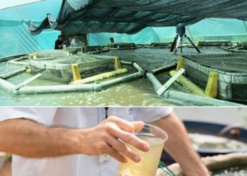 Sistema de BFT na Itaipu: mais sustentabilidade na produção de peixes. Fotos: Alexandre Marchetti/Itaipu Binacional.