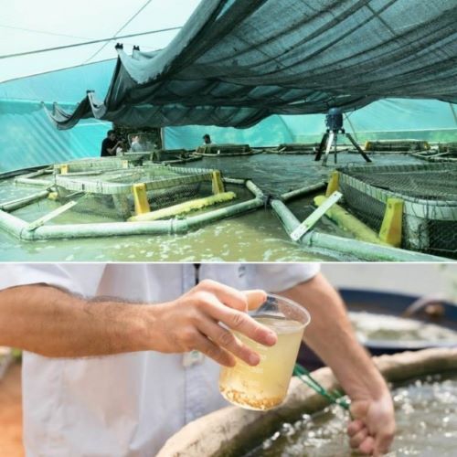 Sistema de BFT na Itaipu: mais sustentabilidade na produção de peixes. Fotos: Alexandre Marchetti/Itaipu Binacional.