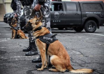 Cães da PM do Paraná usados na apreensão de drogas. Foto: Divulgação/AEN