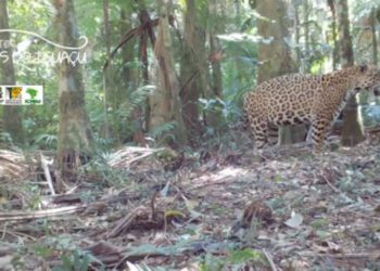 No onça brincalhona. Foto: reprodução de vídeo de projeto Onças do Iguaçu.