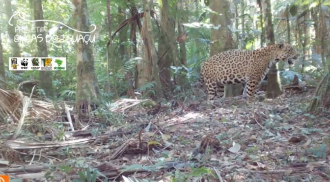 No onça brincalhona. Foto: reprodução de vídeo de projeto Onças do Iguaçu.