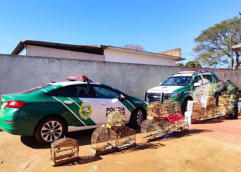 Apreensões de aves feita pelo IAT. Foto: Divulgação/IAT