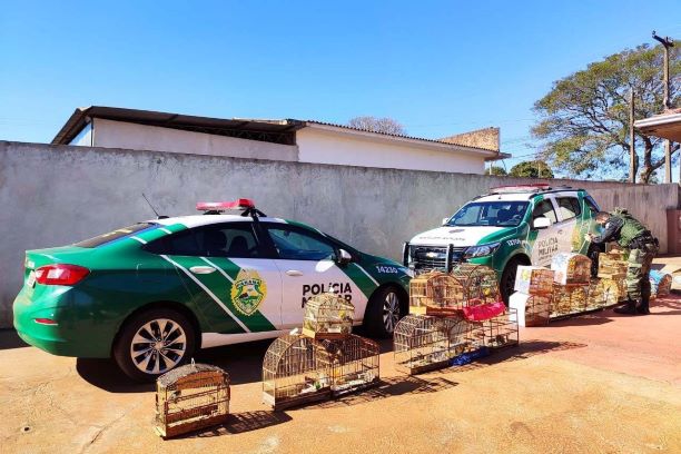 Apreensões de aves feita pelo IAT. Foto: Divulgação/IAT