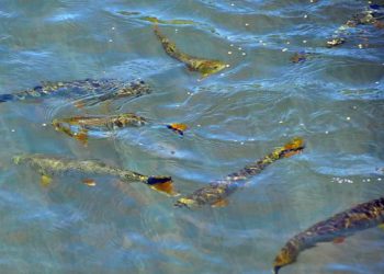 Pesquisa da UEL desenvolve programa inovador para soltura de peixes no Rio Paranapanema. Foto: UEL