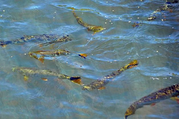 Pesquisa da UEL desenvolve programa inovador para soltura de peixes no Rio Paranapanema. Foto: UEL