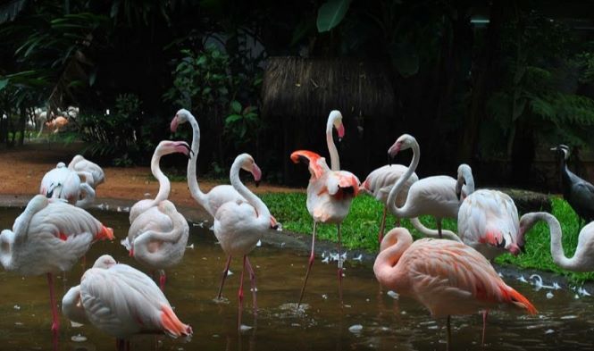 Flamingos do Parque das Aves. Foto: Eliane Cristina Lauro Umburanas/Facebook do parque.