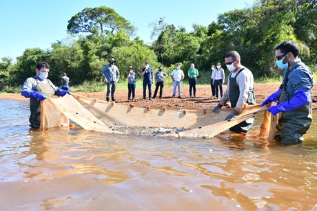 Cerca de cinco mil peixes da espécie foram soltos do Lago de Itaipu. Foto: IB/Divulgação
