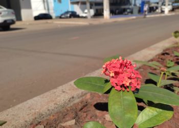 Flores começam a ser plantadas no canteiro da Avenida General Meira. Fotos: Divulgação/PMFI