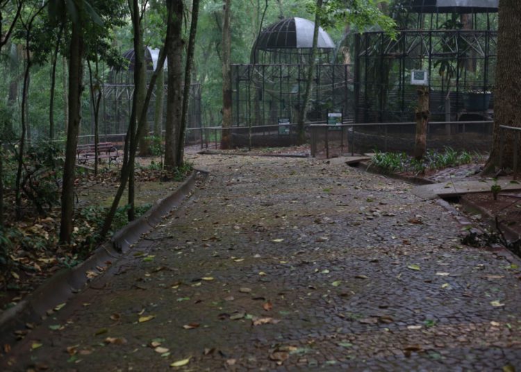 Bosque Guarani. Foto: Welyton Manoel/PMFI