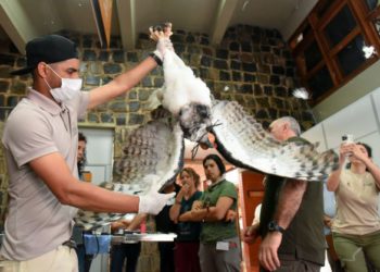 Durante workshop foram tomadas as medidas de 23 aves, o maior esforço de aferição desse animal já realizado em todo o mundo. Fotos: Rubens Fraulini/IB