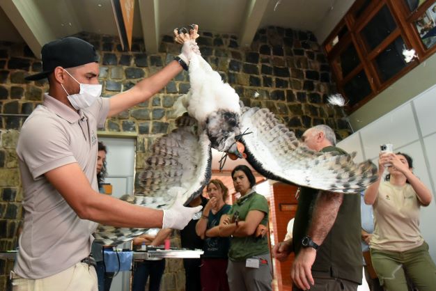 Durante workshop foram tomadas as medidas de 23 aves, o maior esforço de aferição desse animal já realizado em todo o mundo. Fotos: Rubens Fraulini/IB