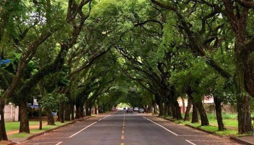 Avenida Pedro Basso, considerada uma das mais bonitas do Brasil. Foto: Foz Destino do Mundo/Divulgação