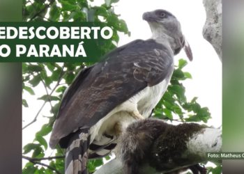 Registro do reaparecimento da espécie feito no Parque Nacional do Iguaçu, no dia do Natal. Foto: Matheus Cataeno