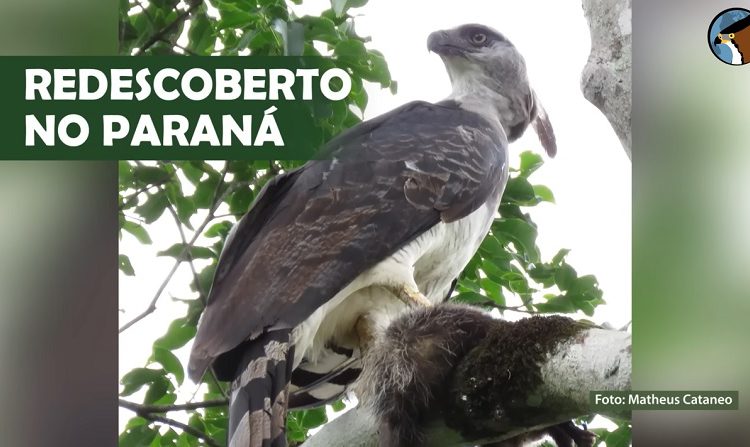 Registro do reaparecimento da espécie feito no Parque Nacional do Iguaçu, no dia do Natal. Foto: Matheus Cataeno