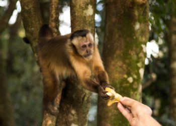 Os animais que moram no Bosque dos Macacos ganham carinho e alimentos dos vizinhos. Foto: Tarik Kardush/UNILA