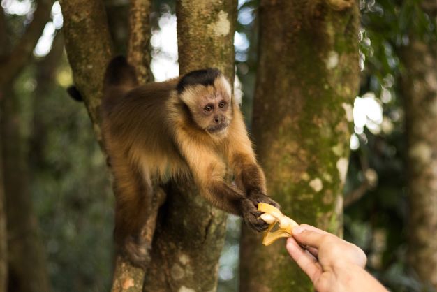 Os animais que moram no Bosque dos Macacos ganham carinho e alimentos dos vizinhos. Foto: Tarik Kardush/UNILA