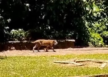 Onça passeia no Parque Nacional do Iguaçu. Foto: captação de vídeo/Divulgação