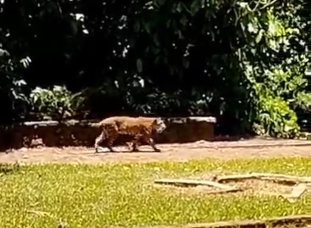 Onça passeia no Parque Nacional do Iguaçu. Foto: captação de vídeo/Divulgação