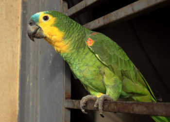 Blue-fronted Amazon Parrot