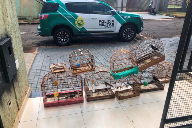 Aves apreendidas em ponto de venda ilegal. Foto: PMPR/divulgação