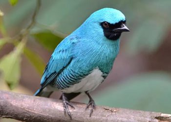 UEL publica estudos de dez anos sobre pássaros no Parque Nacional do Iguaçu
Foto: UEL/O Perobal