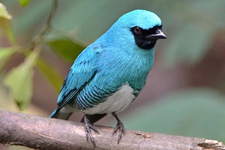 UEL publica estudos de dez anos sobre pássaros no Parque Nacional do Iguaçu
Foto: UEL/O Perobal
