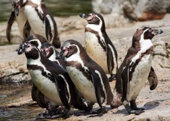 Pinguins-de-Humboldt. Foto ilustrativa: Pixabay