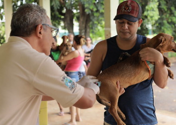 Vacinação de cães e gatos em Foz do Iguaçu. Foto: PMFI/Divulgação