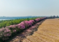 Ipês florescem na faixa de proteção do Lago de Itaipu. Fotos: Lucas Tres/Itaipu Binacional