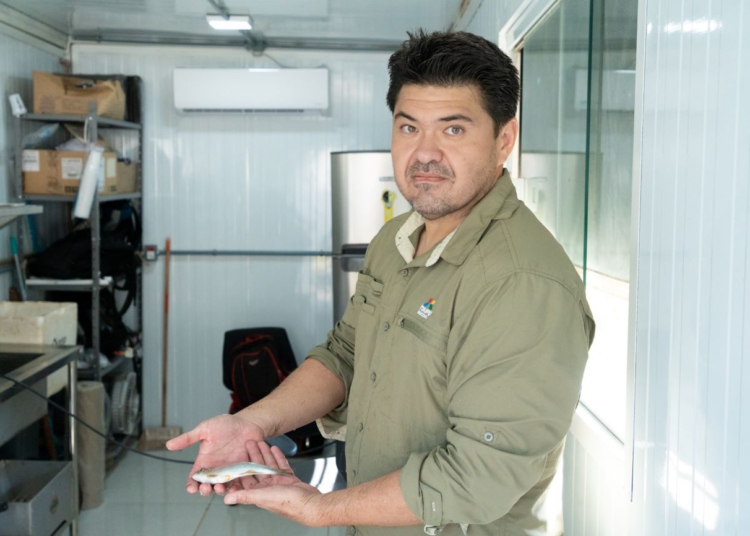 Os peixes que chegaram ontem à Itaipu têm, em média, 62 gramas e devem atingir mais de um quilo para serem comercializados. Foto: Sara Cheida / Itaipu Binacional