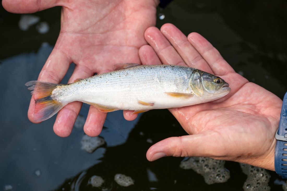 Eles ganharam 20 gramas em praticamente 3 semanas, o que possibilitou adiantar a transferência dos peixes. Foto: William Brisida/Itaipu Binacional