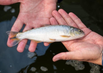 Eles ganharam 20 gramas em praticamente 3 semanas, o que possibilitou adiantar a transferência dos peixes. Foto: William Brisida/Itaipu Binacional