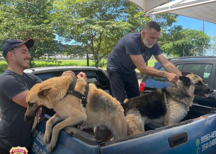 Os dois cães resgatados. Foto: divulgação