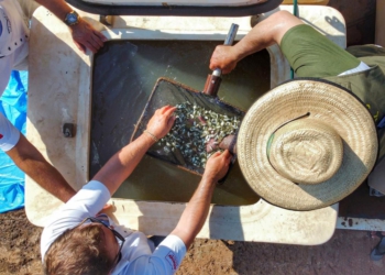 Programa Rio Vivo promove a soltura de peixes de nove espécies nativas nos rios do Paraná
Foto: SEDEST